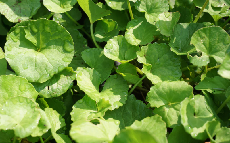 Centella Asiatica